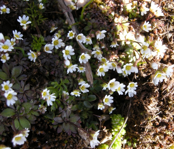 Erophila verna (L.) Chevall.